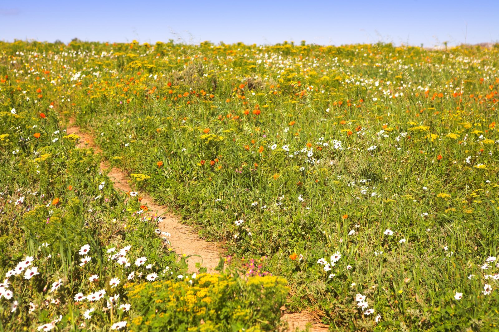 A sandy footpath winding through a dense meadow of white, yellow and orange wildflowers in the Fayoum in spring